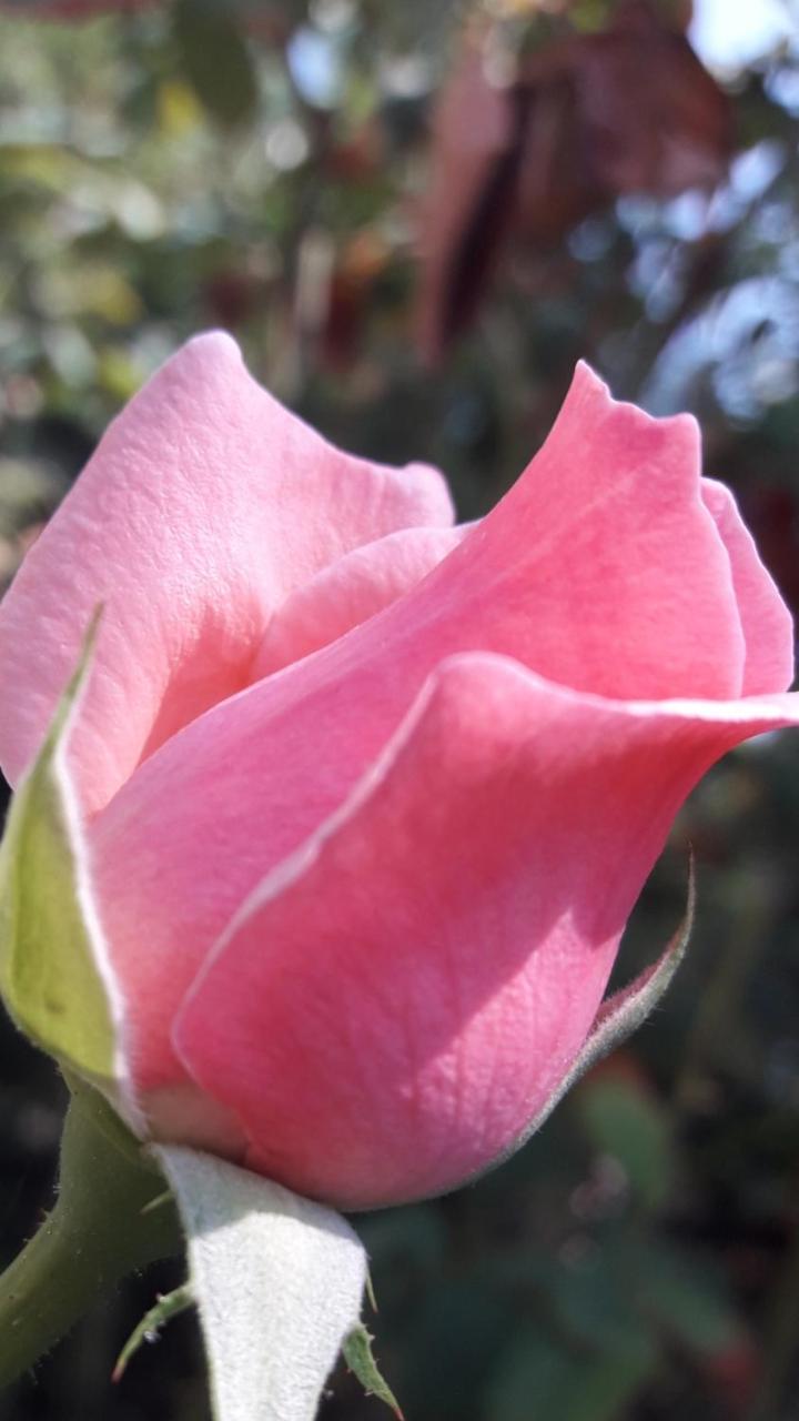 Rose Apart Саригерме Экстерьер фото